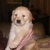 ilovegoldens