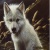 wolfpupp5