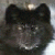 CatWolf