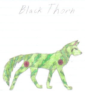 black thorn