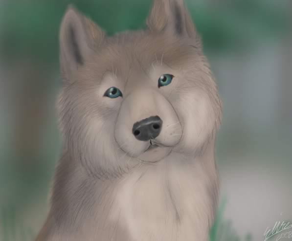 Random wolfcub