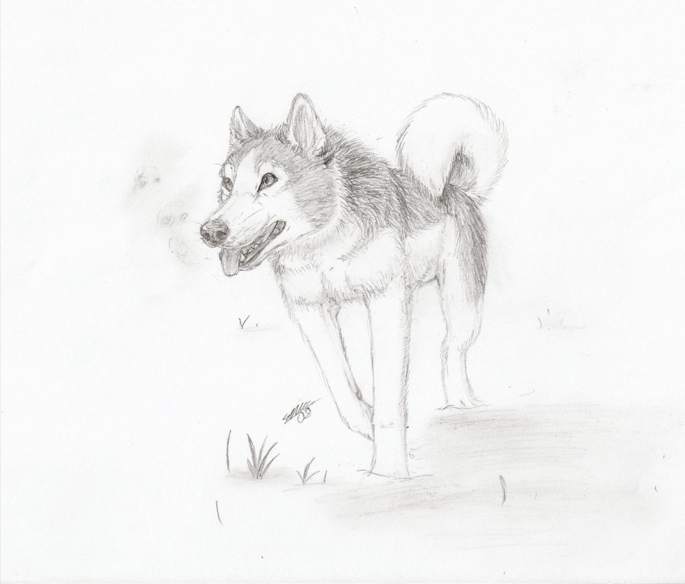 Happy husky sketch