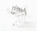 Happy husky sketch