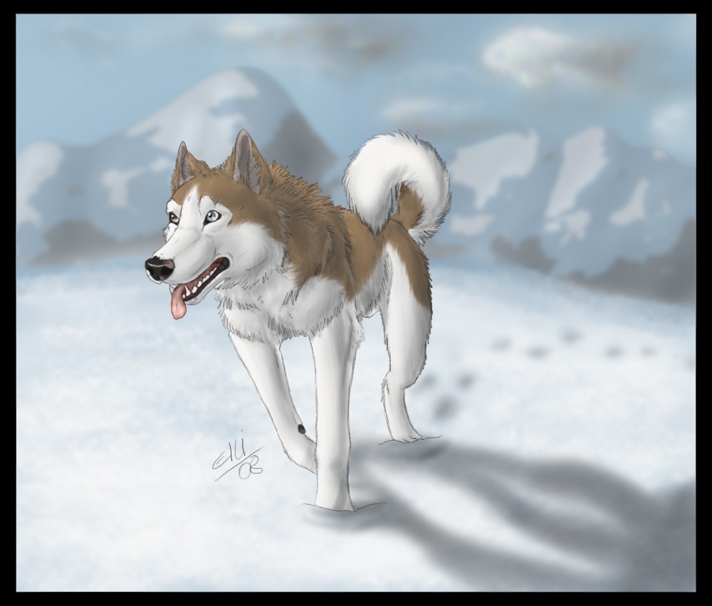 Happy husky (coloured)