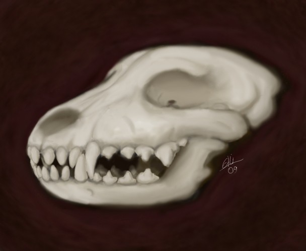 Canine skull
