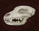 Canine skull