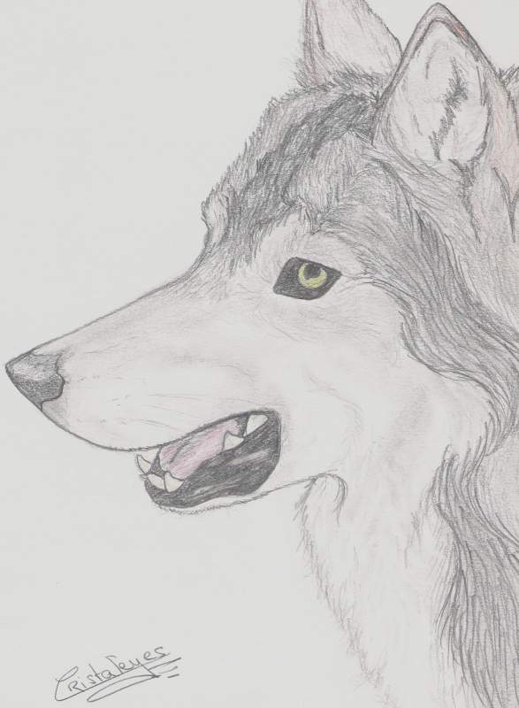 Wolf