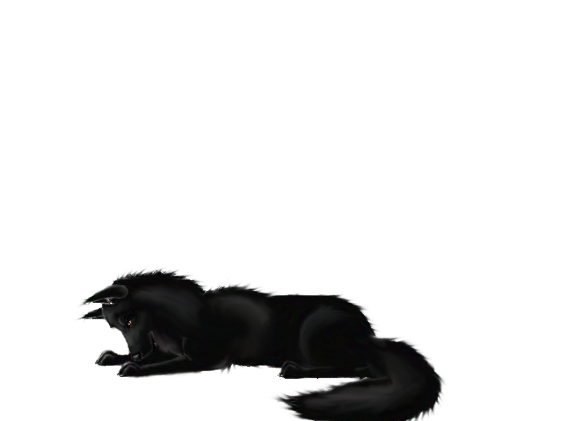 Black wolf