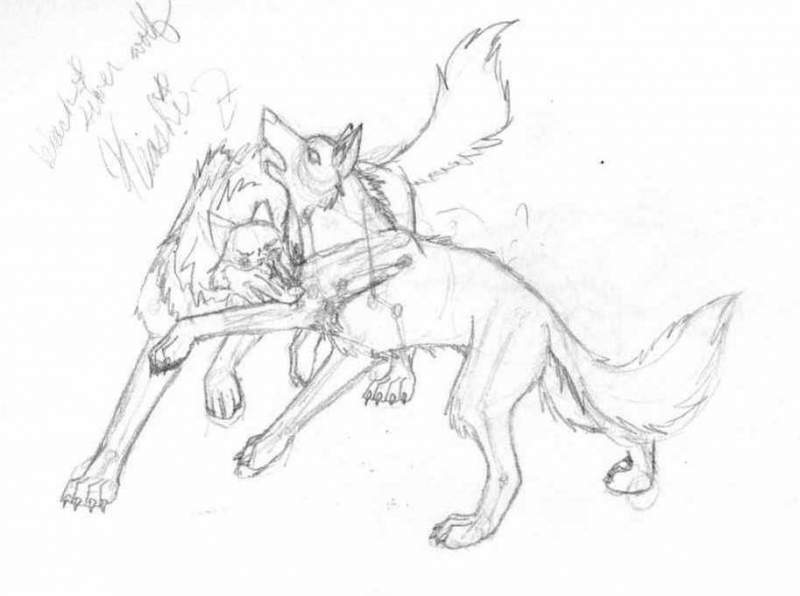 Fighting wolves
