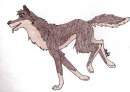 Balto