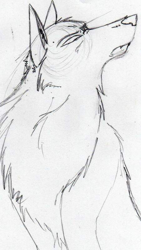 random dramatic wolf