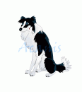 Collie Dog!