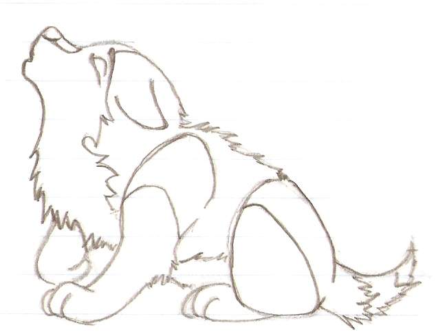 saisha puppy