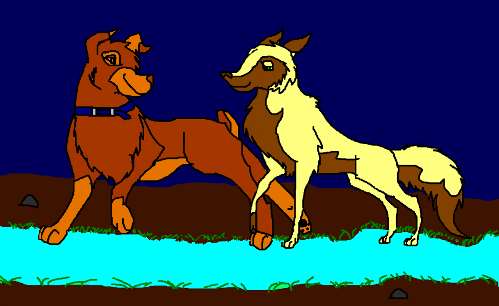 Twix and Honey's Midnite walk