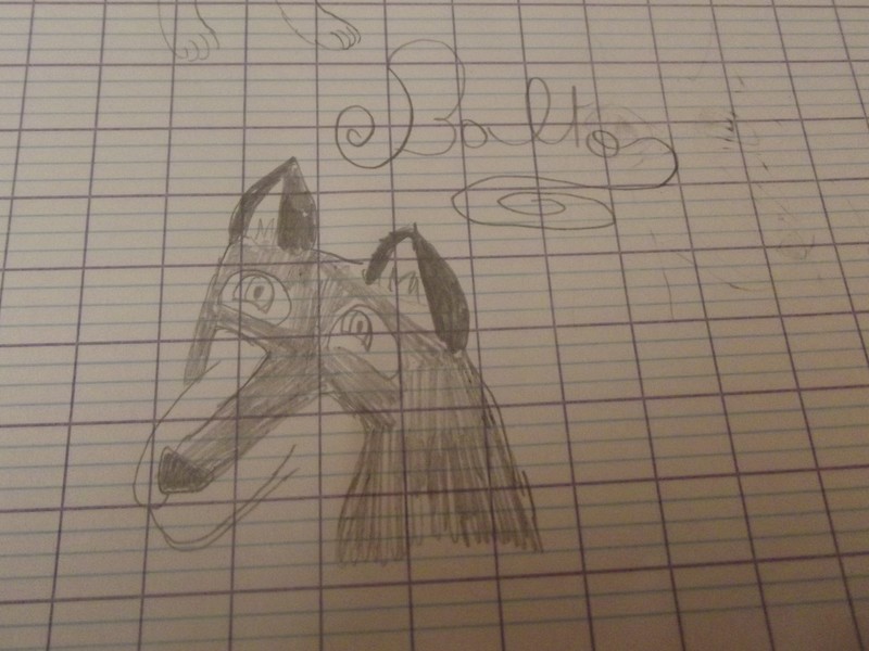 Mon dessin de Balto, au crayon !