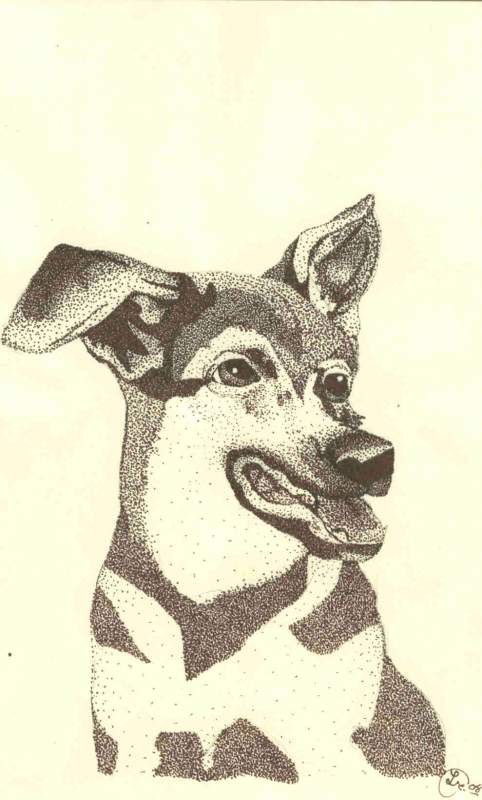 german shepard stipple