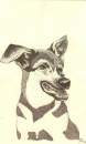 german shepard stipple