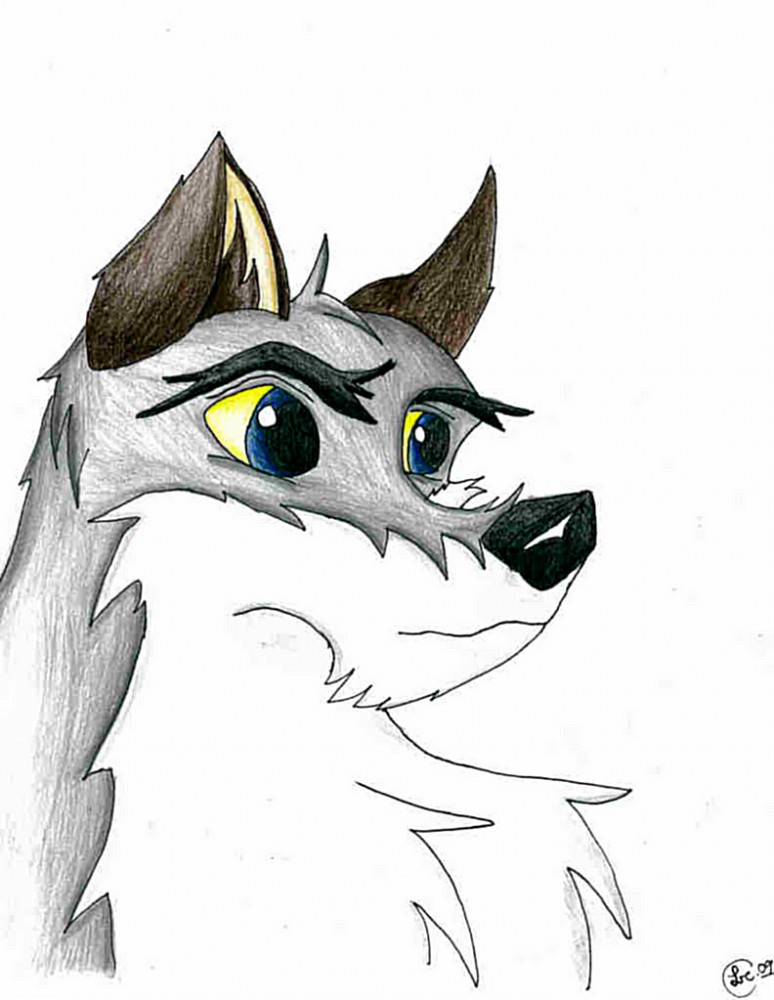 random gray wolf