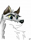 random gray wolf