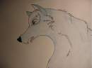 Adopted from jodi-lion!