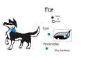 Anileu Reference Sheet