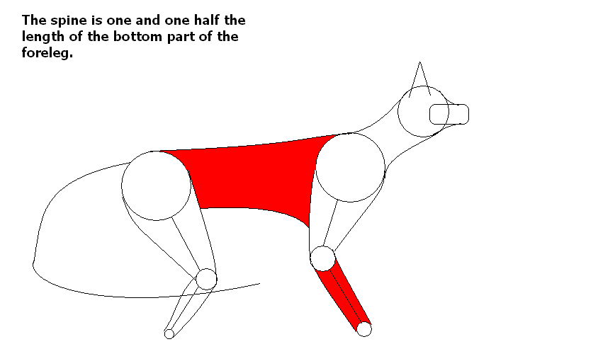 A drawing tip: spine and leg