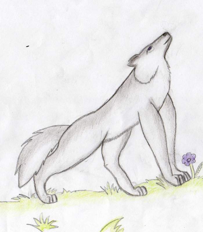 Wolf xD