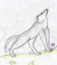 Wolf xD