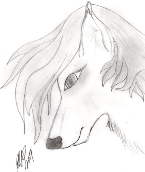 random wolf....