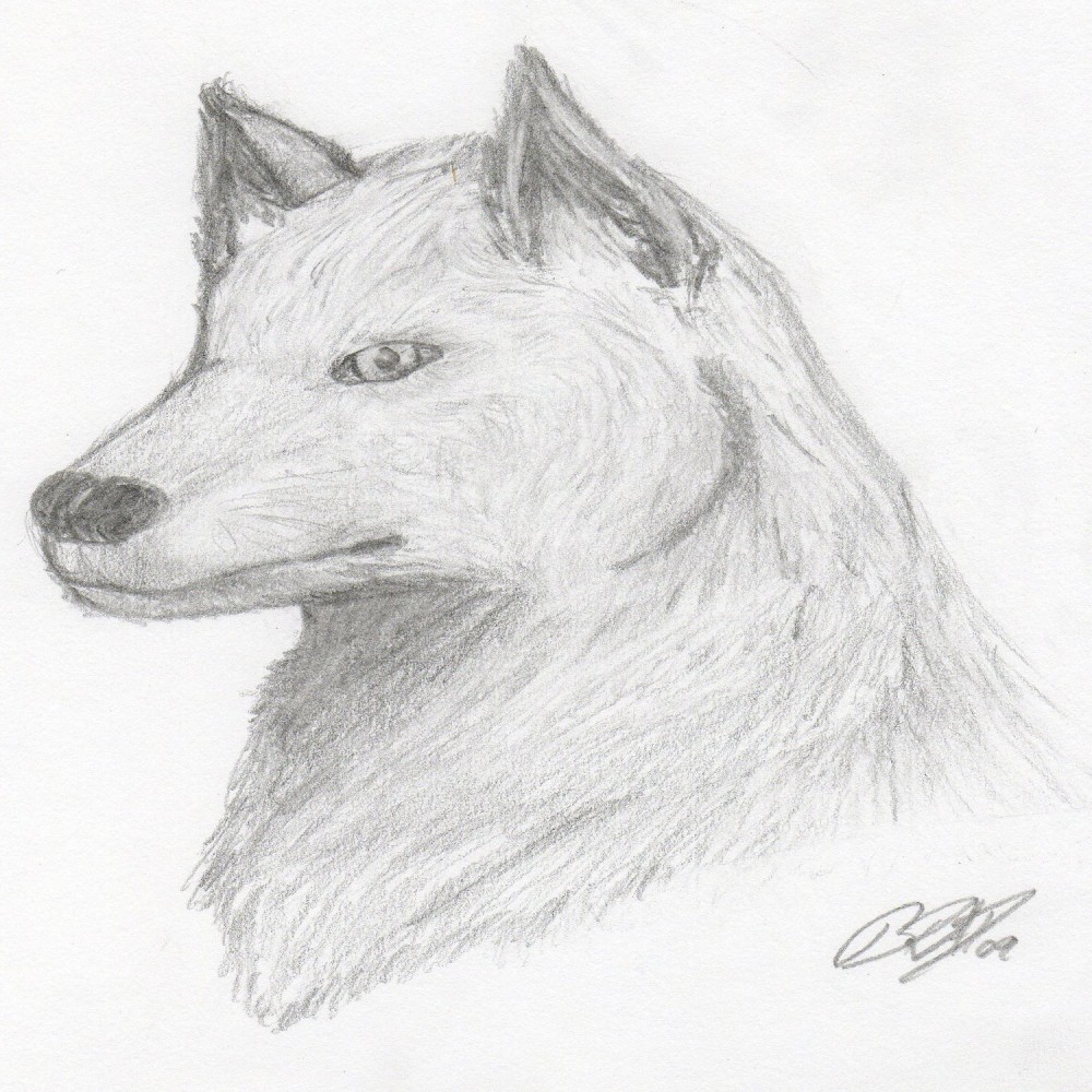 Wolf Pre-painting