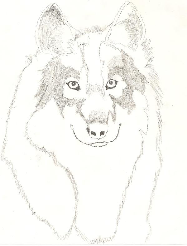attempt to draw a real wolf
