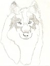 attempt to draw a real wolf