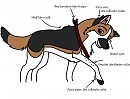 Drawing Ginger