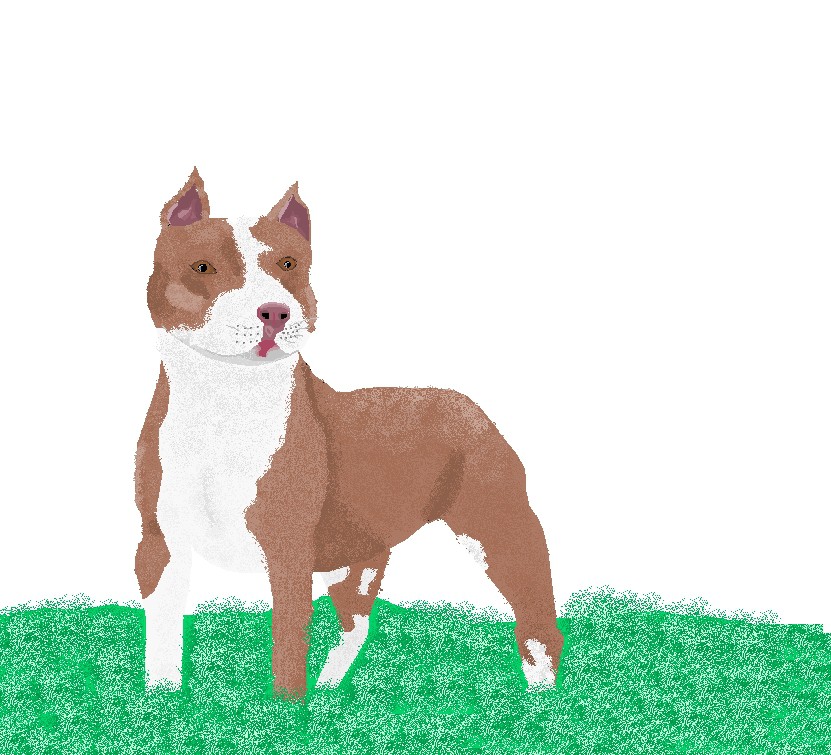 Pitbull