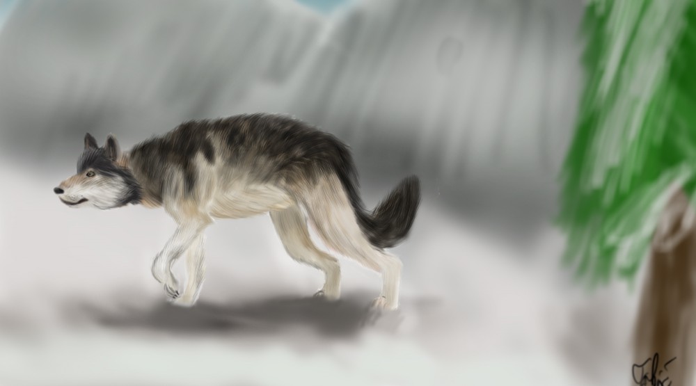 Wolf