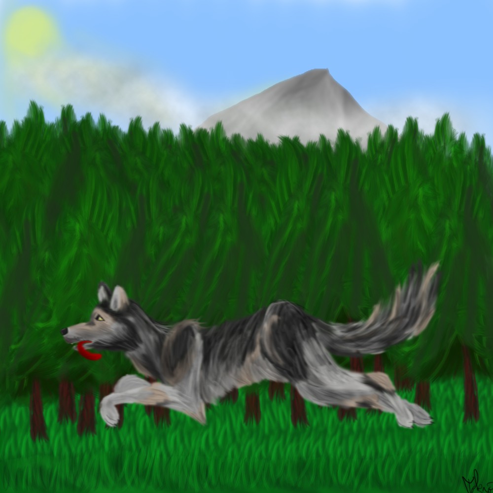 Wolf running