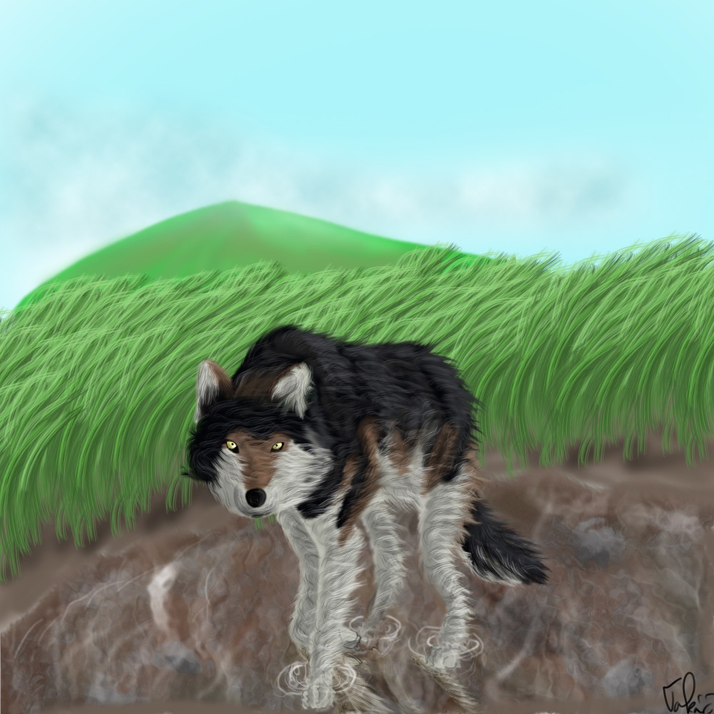 Wolf