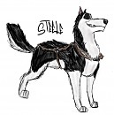 Steele... the coolest dog in the west
