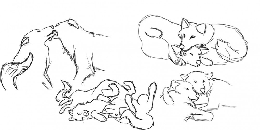 Couples of wolves