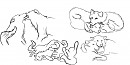Couples of wolves