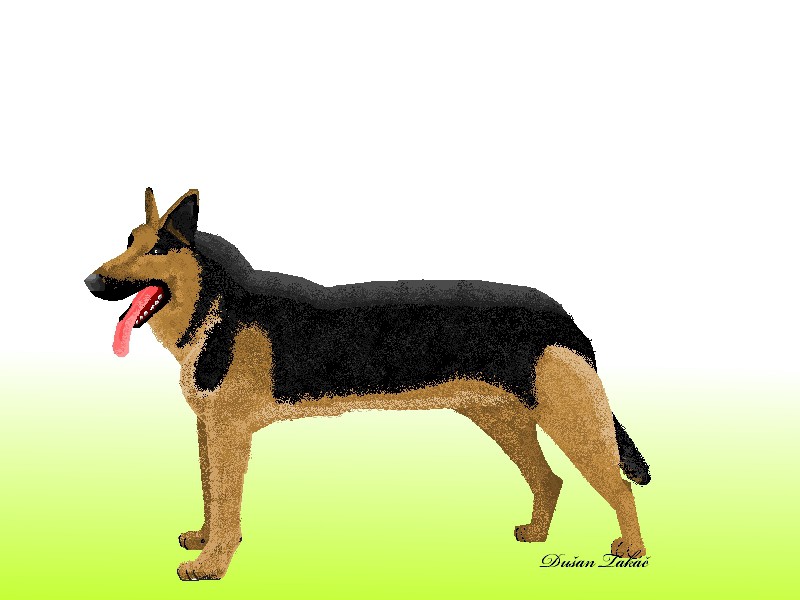 German shepherd