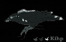 Kihp - raven character 
