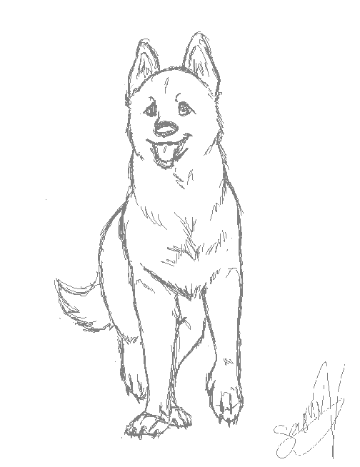 German Shepherd Type thing