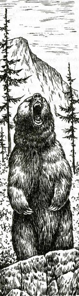 Bear