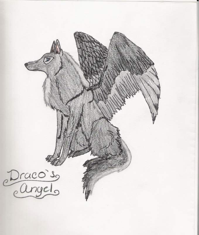 Draco's Angel