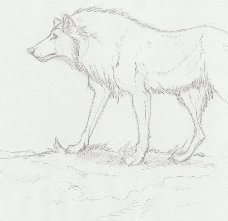 Wolf