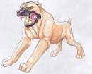 Angry Dog