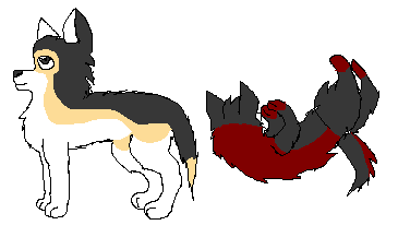 Puppies