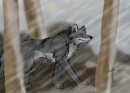 Request - DragonWolf-[DR]
