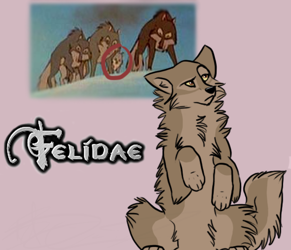 Felidae